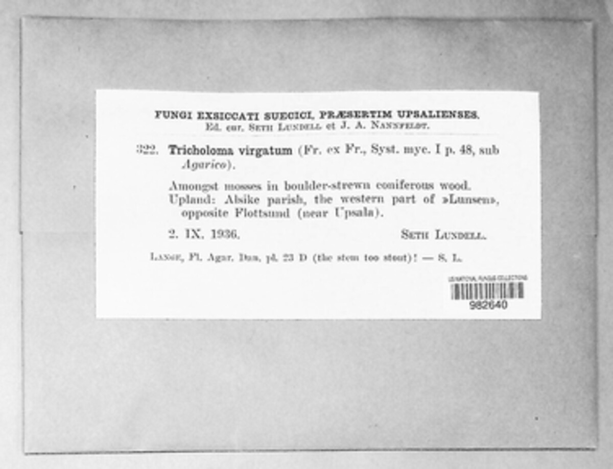 Tricholoma virgatum image